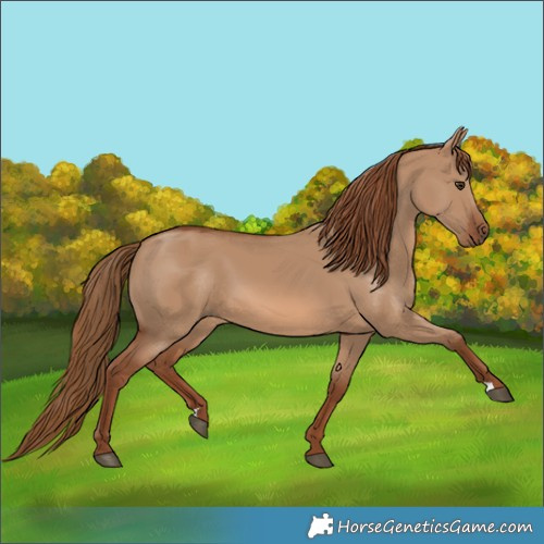 Horse Color:Red Dun 