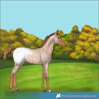 Horse Color:Red Roan Snowcap 