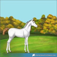 Horse Color:Red Roan Near Fewspot 