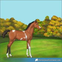 Horse Color:Bay Tobiano Frame 
