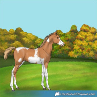 Horse Color:Chestnut Tobiano Frame 