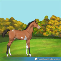 Horse Color:Bay Tobiano Frame 