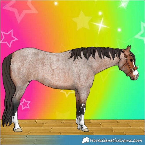 Horse Color:Bay Roan 