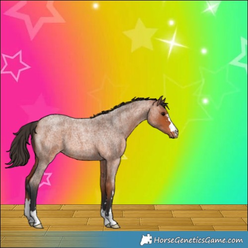 Horse Color:Bay Roan 