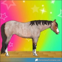 Horse Color:Bay Roan 