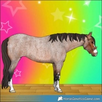 Horse Color:Bay Roan 