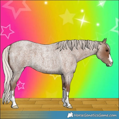 Horse Color:Silver Blue Roan 