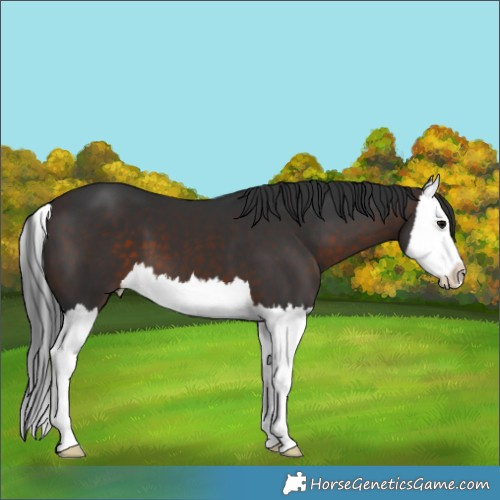 Horse Color:Brown Splash