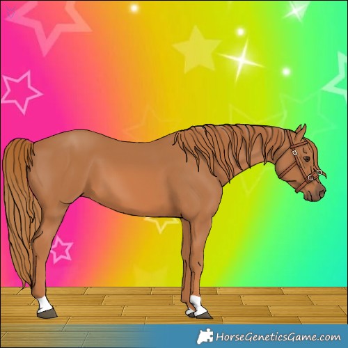 Horse Color:Chestnut 
