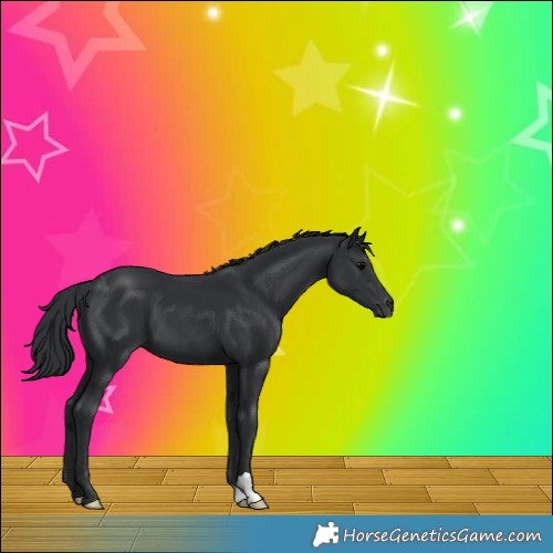 Horse Color:Black 