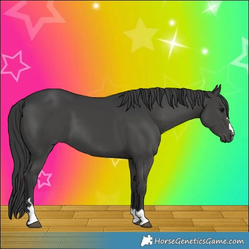 Horse Color:Black 