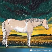 Horse Color:Silver Bay Dun Sabino Tobiano Frame Rabicano 
