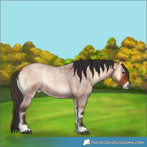 Horse Color:Bay Roan Onyx 