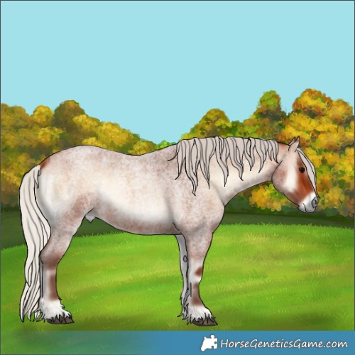 Horse Color:Silver Bay Roan Onyx 