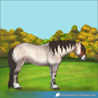 Horse Color:Bay Roan Onyx 