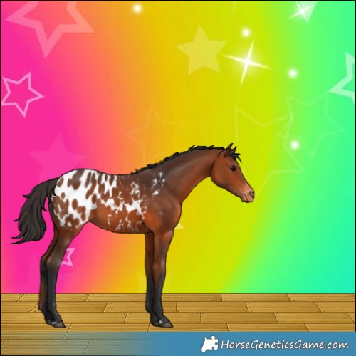 Horse Color:Bay Appaloosa