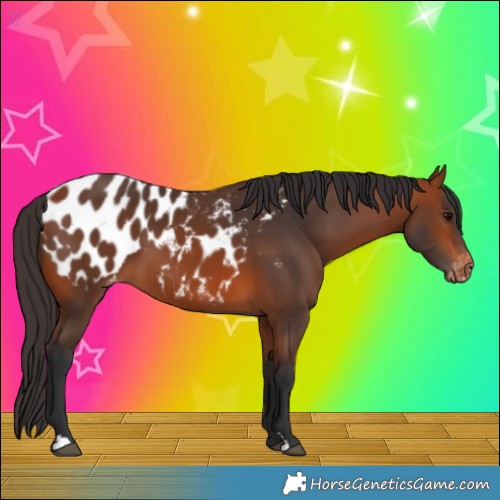 Horse Color:Bay Appaloosa