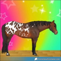 Horse Color:Bay Appaloosa