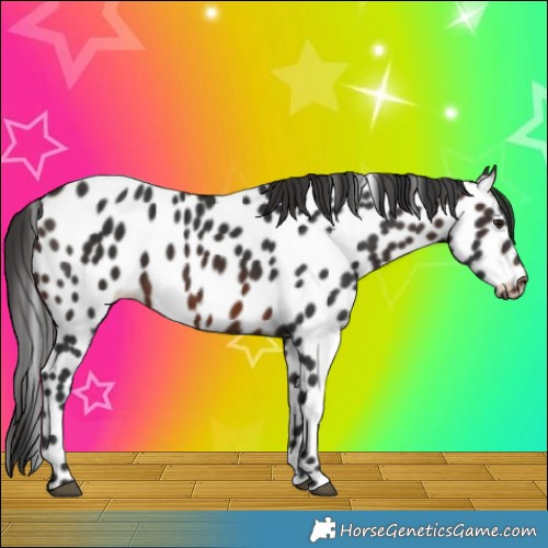Horse Color:Brown Appaloosa 