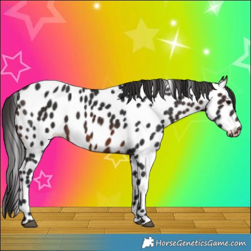 Horse Color:Brown Appaloosa