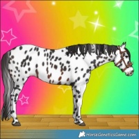 Horse Color:Brown Near Leopard 