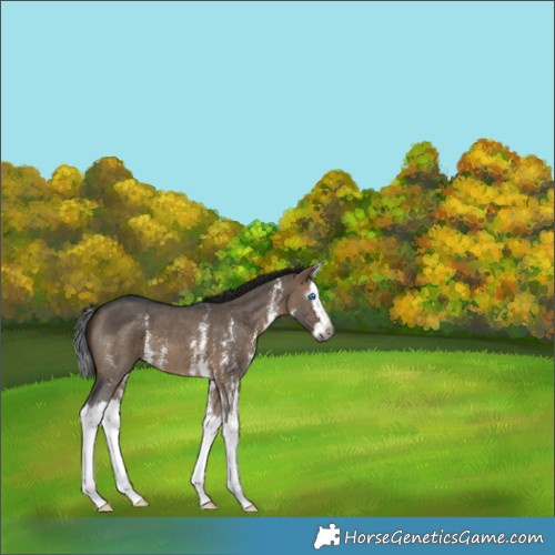 Horse Color:Unknown 