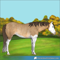 Horse Color:Sable Cream Champagne Splash Rabicano 