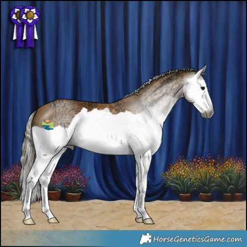 Horse Color:Gray Buckskin Ice Splash 