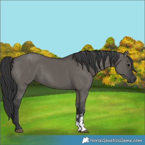 Horse Color:Grullo Sabino Rabicano