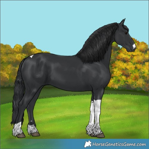 Horse Color:Black Tobiano