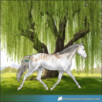 Horse Color:Chocolate Palomino Dun Splash Appaloosa 