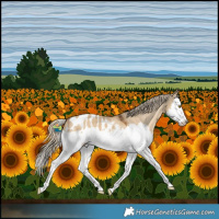 Horse Color:Chocolate Palomino Dun Splash Blanket 