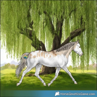 Horse Color:Chocolate Palomino Dun Splash Appaloosa