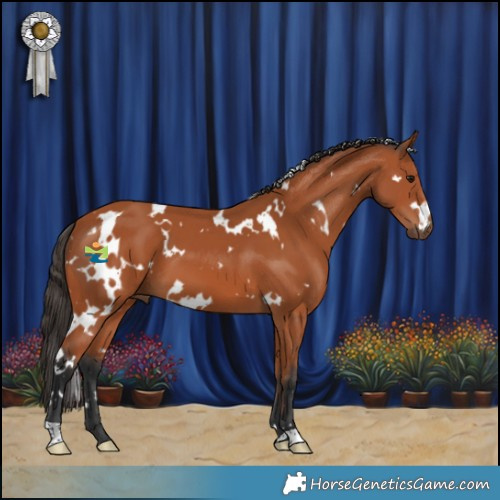 Horse Color:White Spotted Bay