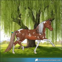 Horse Color:White Spotted Chestnut Tobiano 