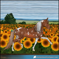 Horse Color:White Spotted Chestnut Tobiano 