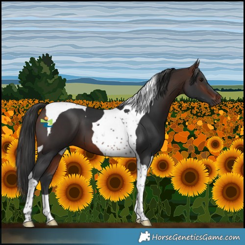 Horse Color:Brown Tobiano 