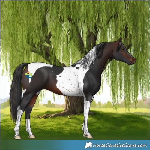 Horse Color:Brown Tobiano 