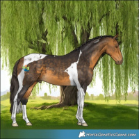 Horse Color:Buckskin Tobiano