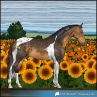 Horse Color:Buckskin Tobiano 