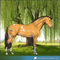 Horse Color:White Spotted Buckskin Tobiano