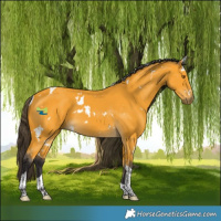 Horse Color:White Spotted Buckskin Tobiano 