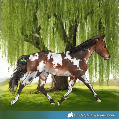Horse Color:White Spotted Bay 