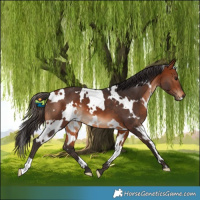 Horse Color:White Spotted Bay 