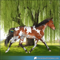 Horse Color:White Spotted Bay 