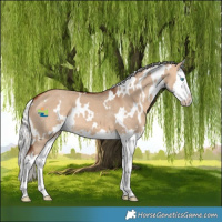 Horse Color:White Spotted Silver Bay Dun Splash 