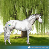 Horse Color:Gray White Spotted Silver Brown Dun Splash Tobiano