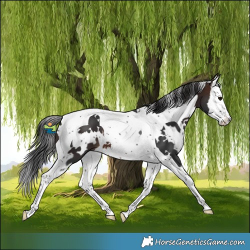 Horse Color:White Spotted Brown Splash Tobiano 