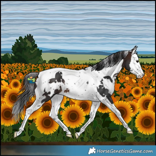 Horse Color:White Spotted Brown Splash Tobiano 