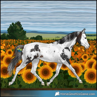 Horse Color:White Spotted Brown Splash Tobiano 